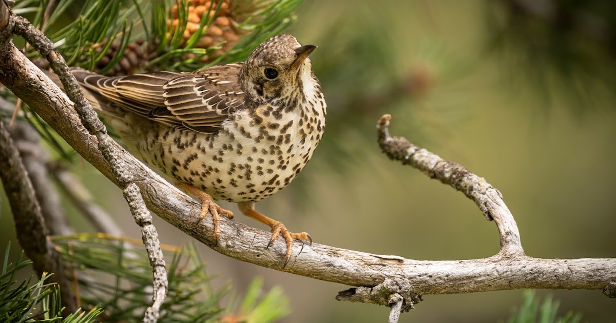 Au plus proche de la nature Grive draine