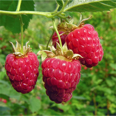 How to prune raspberries