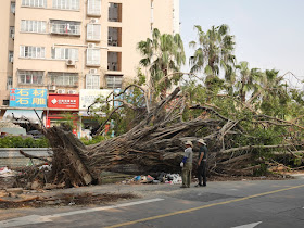 large fallen tree in Zhuhai