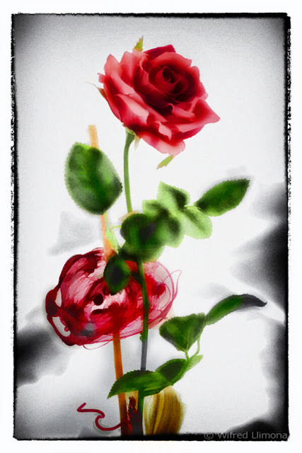 Fotografías artísticas flora. Rosa roja F00521 Wifred Llimona en La Llimona foto