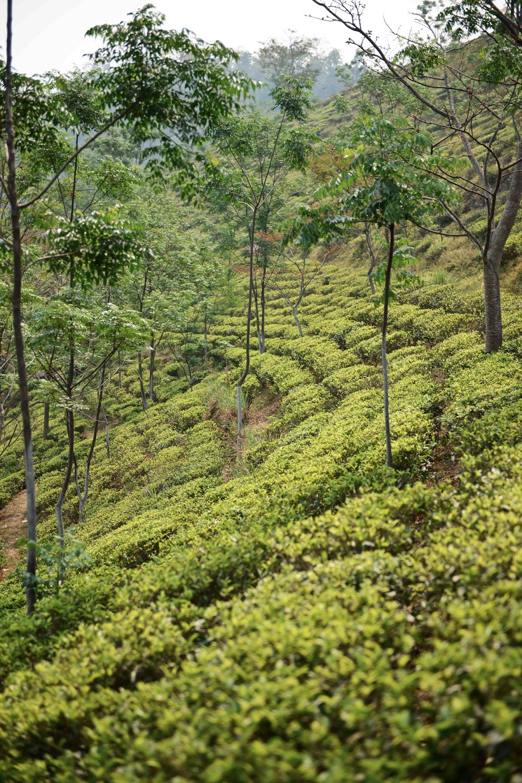 Devon Hanna Photography Tea Gardens & Sikkim