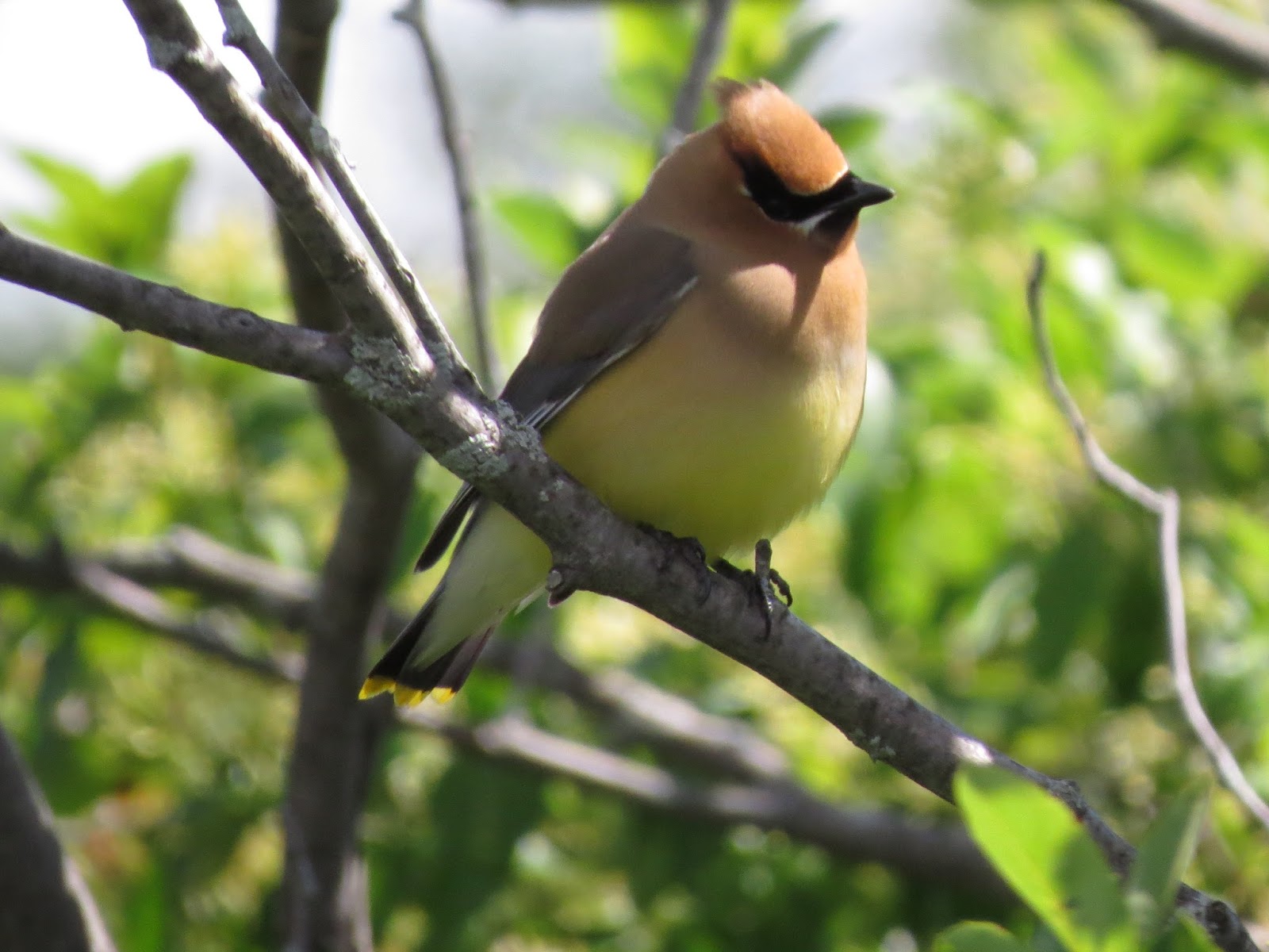 Vermont Birds and Words Missisquoi National Wildlife Refuge Photos