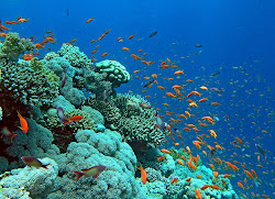 sea marine incredible magical underwater ocean island đại dương snorkeling beneath amazing coral tropical san gia photographer fish el most