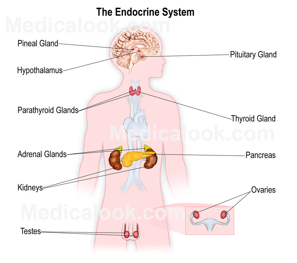 Printables The Human Endocrine System Worksheet the human endocrine system worksheet davezan collection of bloggakuten