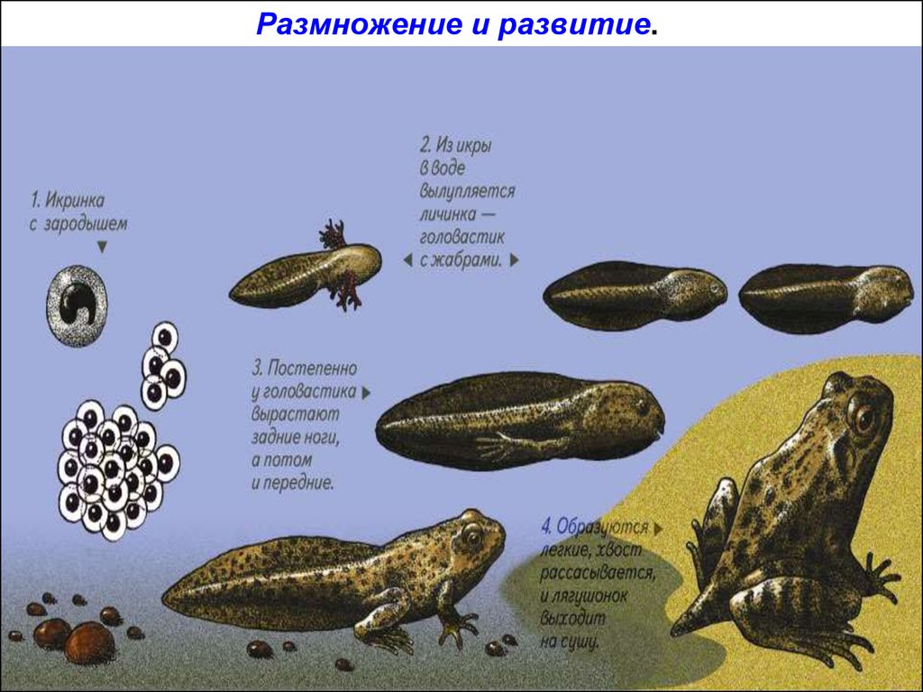 Сходства в размножении земноводных и рыб. Класс земноводные развитие земноводных. Схема размножения и развития земноводных. Размножение и развитие земноводных. Размножение земноводных кратко.