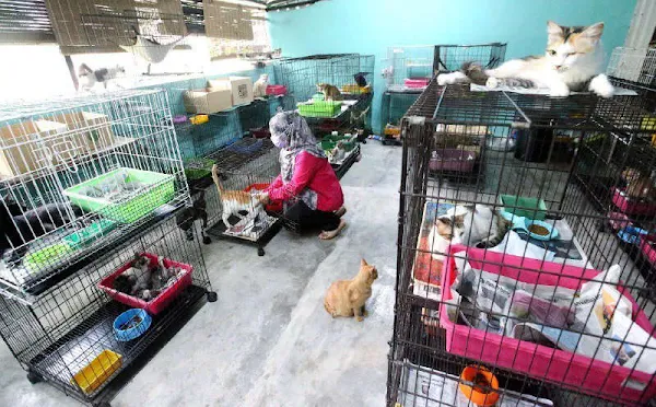 Cat shelter Malaysia