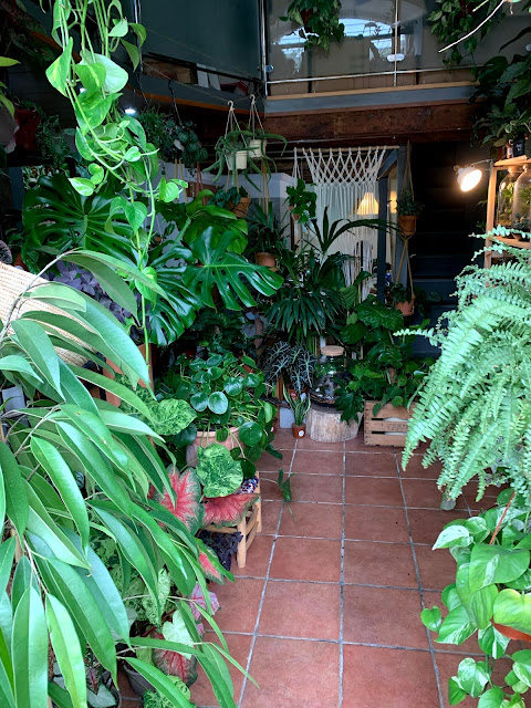 Tienda de plantas de interior y exterior en Barcelona