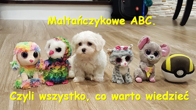 maltańczyk pielęgnacja, maltańczyk miniaturka