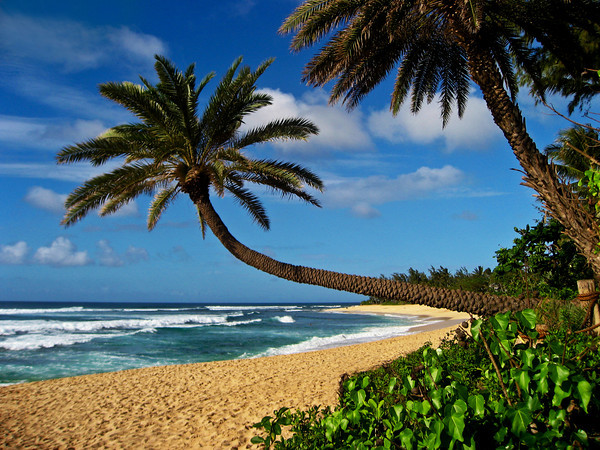 Iconic Sunset Beach Palm Tree