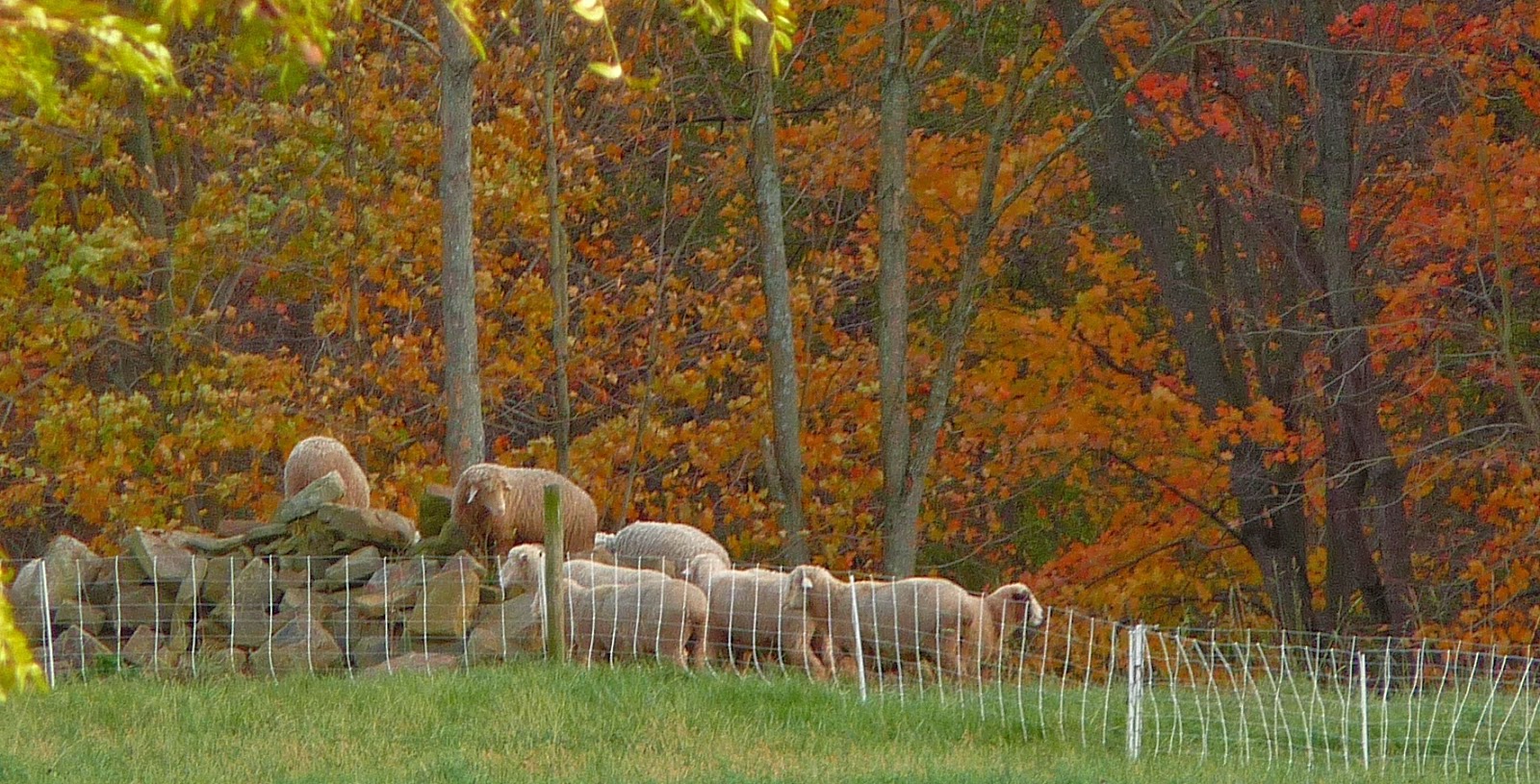 Wild Rose Farm November 2013