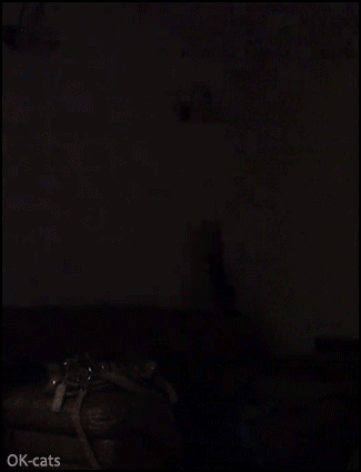 Funny Cat GIF • Clever cat turns lights on like a human, because he hates the darkness Funny Cat GIF • Clever cat turns lights on like a human, because he hates the darkness