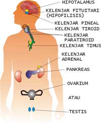 Kelenjar endokrin utama