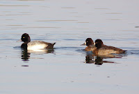 Lesser scaup drake with two females - San Luis Obisco Cy, CA, by Alan Schmierer, Dec. 2006