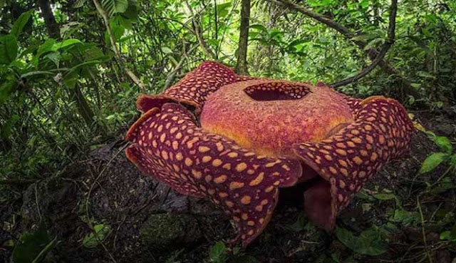 BERBURU BUNGA LANGKA DAN UNIK DI TAMAN RAFFLESIA BATANG PALUPUH