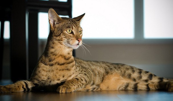 Jenis Jenis Kucing  Lucu dan Kucing  Termahal  Di Dunia 