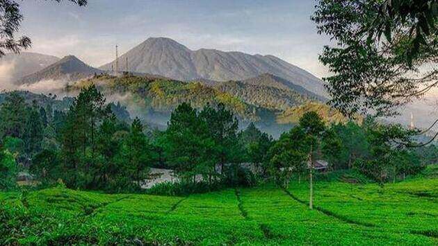 Agrowisata Gunung Mas Puncak Bogor