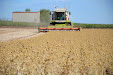 Claas Lexion 540. Harvesting thistles