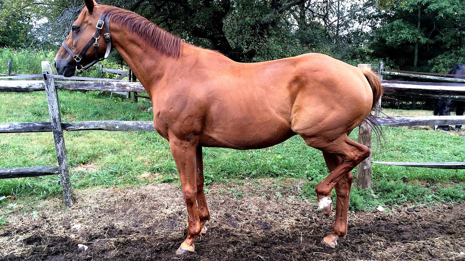 Abscess In Horses Leg Horse Choices