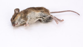 NASIB MALANG MIKI, SI TIKUS PENYELAMAT #TIKUS #FABEL