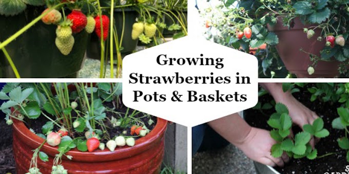 Growing strawberries in pots and hanging baskets