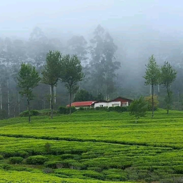 සුන්දර හපුතලේ යමු 🍃🎋🌱 (Let's Go To The Beautiful Haputale)