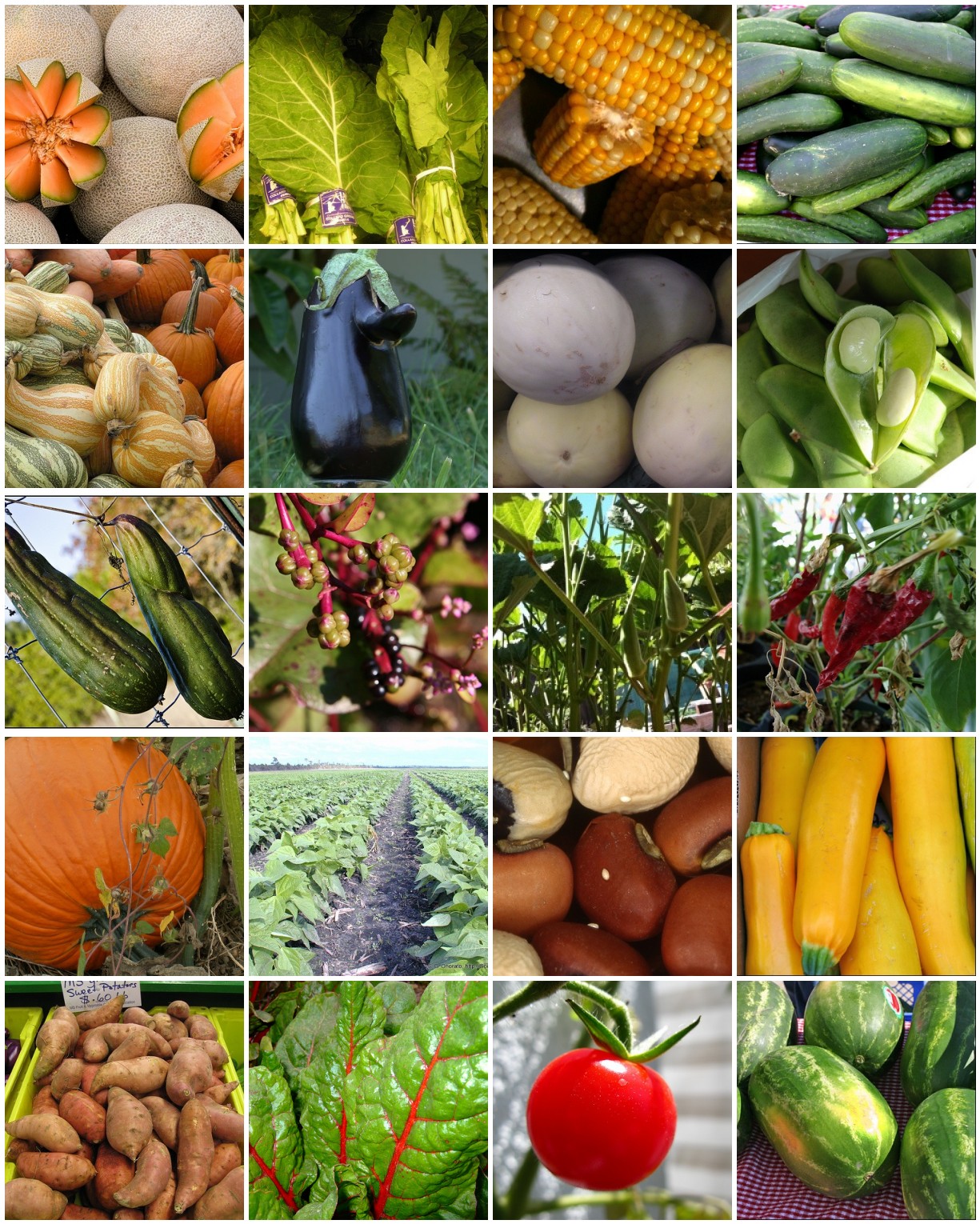 Texifornia Veggies to Plant in Texas in April