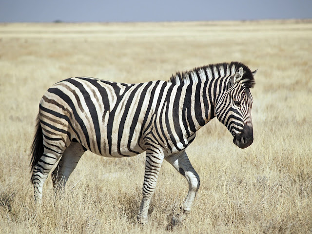 bayağı zebra