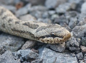 culebra lisa europea