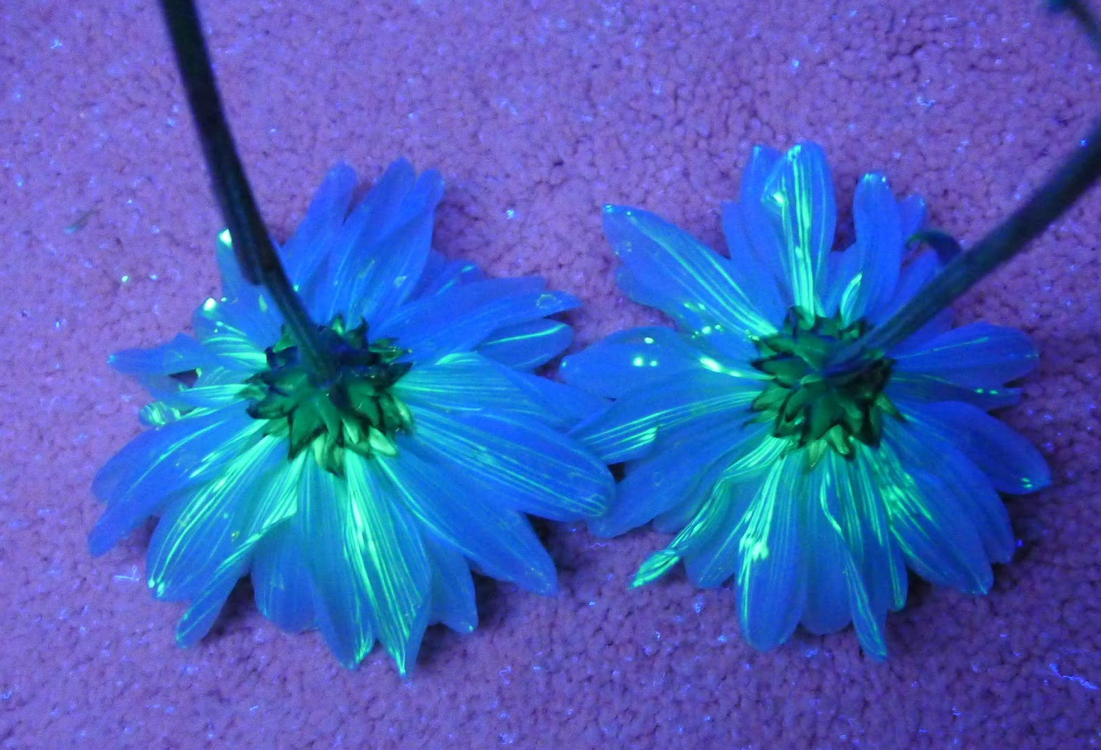 Flower Science Experiment for Kids DIY Glowing Flowers
