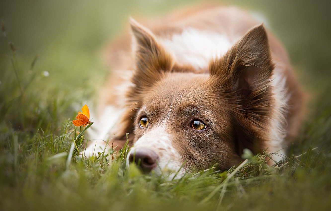 Köpek Fotoğrafları Gezilmeye Değer Yerler Seyahat Tur Rehberi