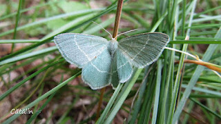 Chlorissa viridata IMG5334