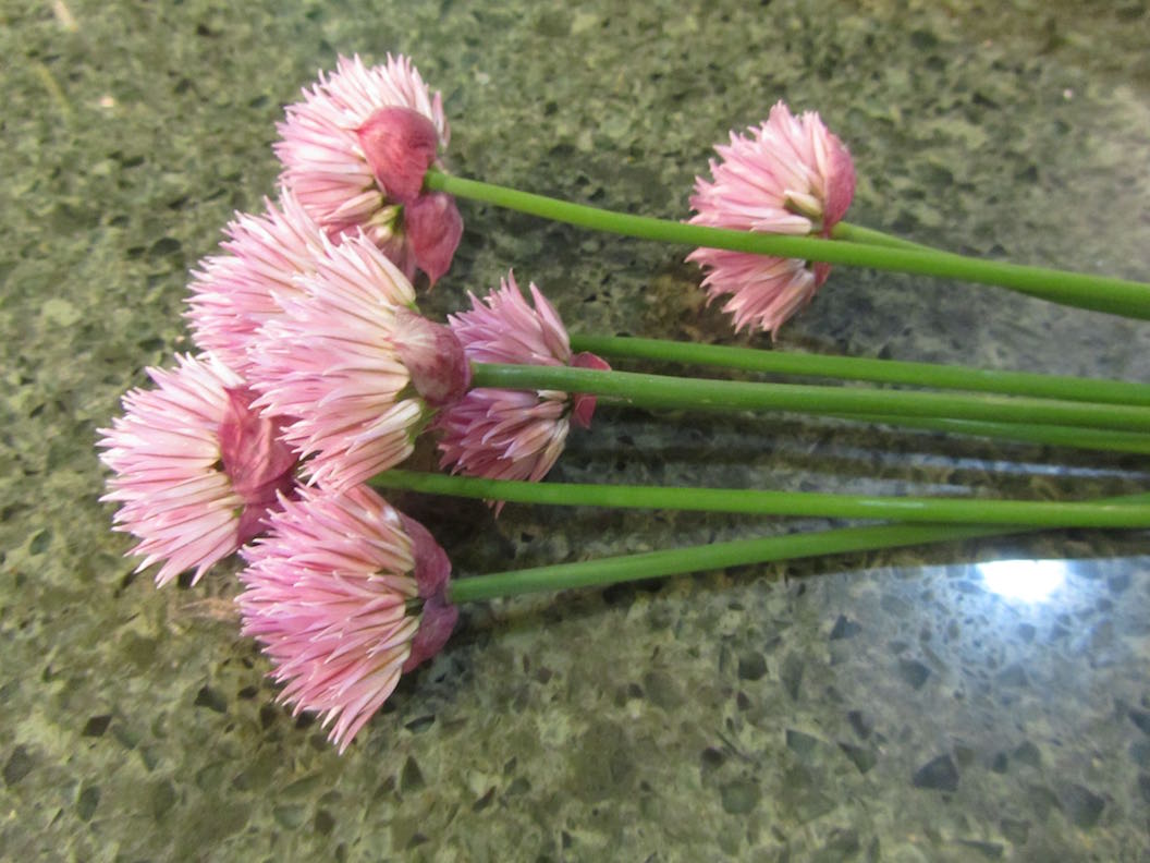 creative savv Free Onion Flavor Using Chive Blossoms
