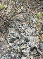 Coral on Uplifted area at Urbina Bay, Isabela Island, Galapagos