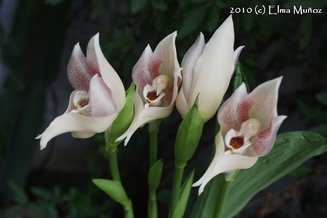 Anguloa Virginalis. Foto de orquídea