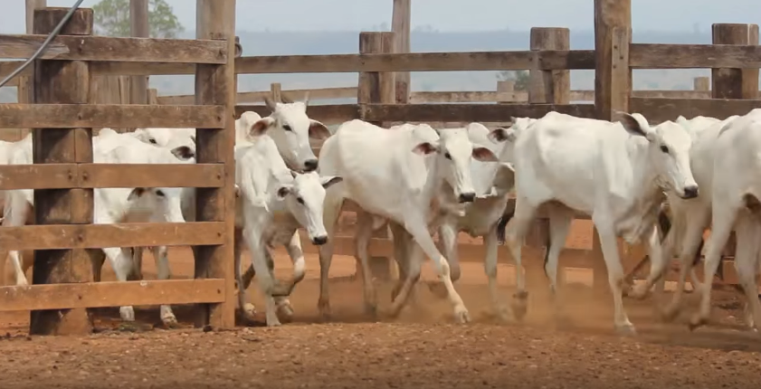 gado-no-curral-ganadero-cattle-management