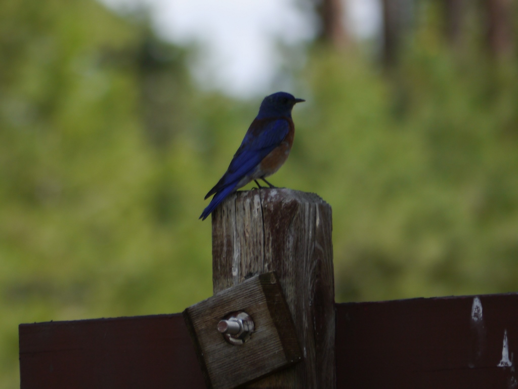 Kaibab National Forest Western Bluebird