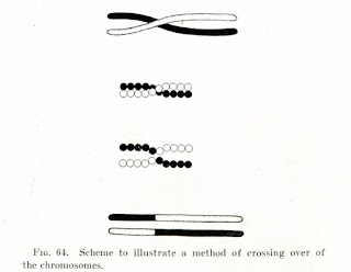 Thomas Hunt Morgan'nın kromozomal parça değişimi için yaptığı bir çizim (1916)