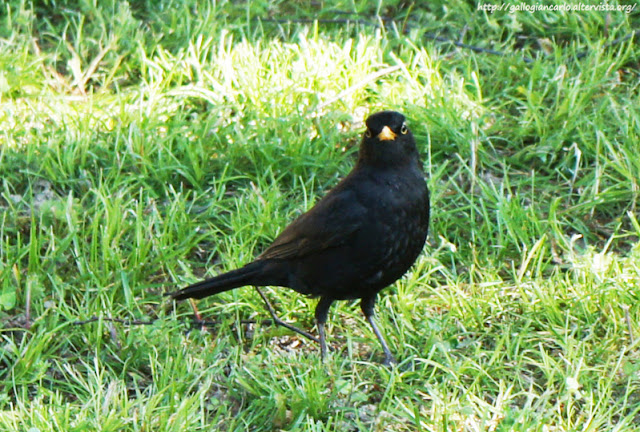 Merlo - fotografie - Blackbird - photographs -