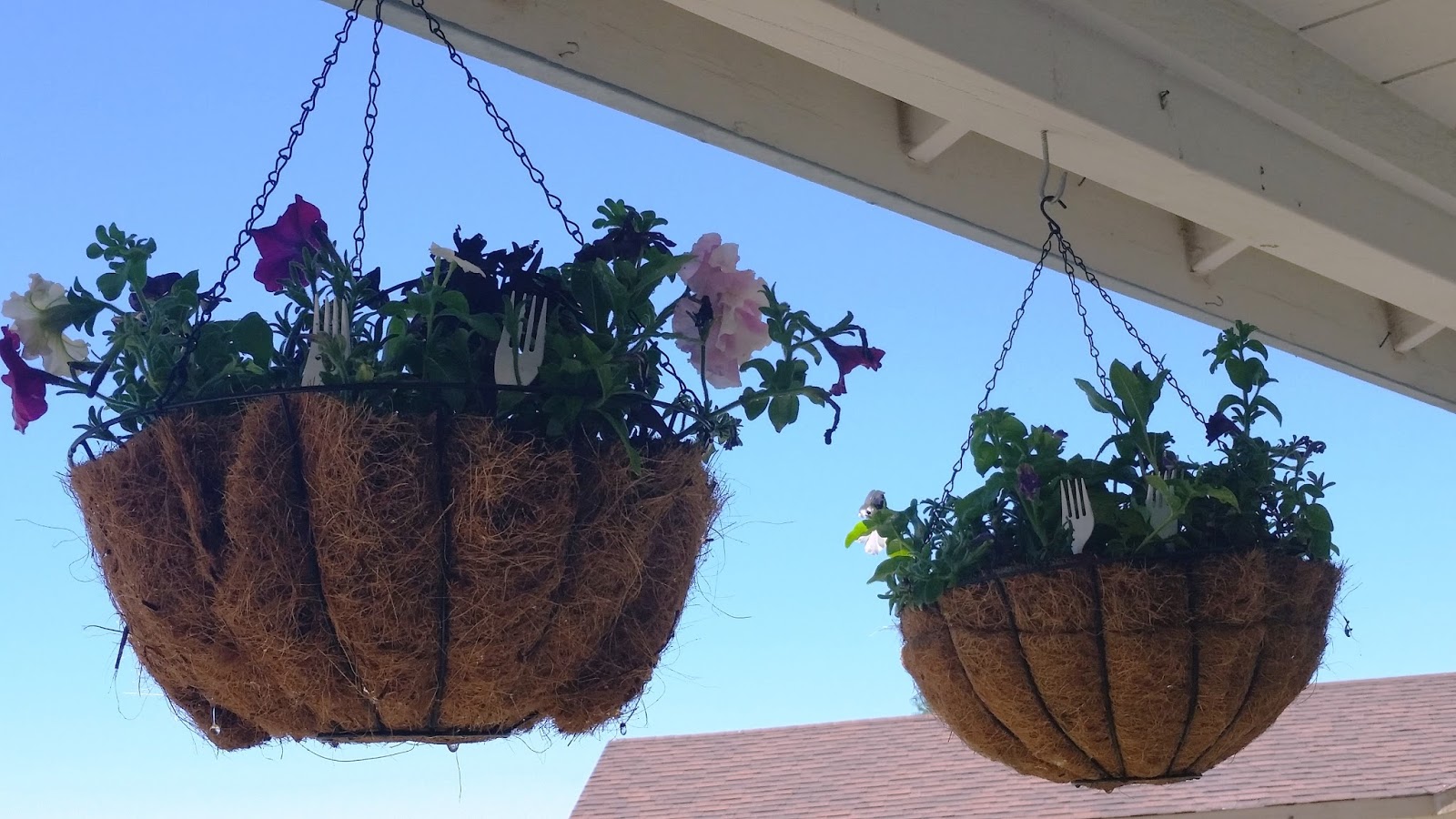 How Does My Garden Grow Forks in the Garden