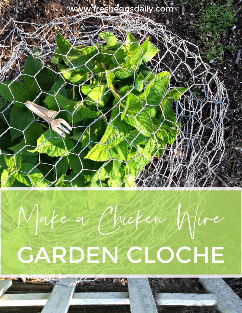 How to Make a Chicken Wire Garden Cloche Fresh Eggs Daily® with Lisa Steele