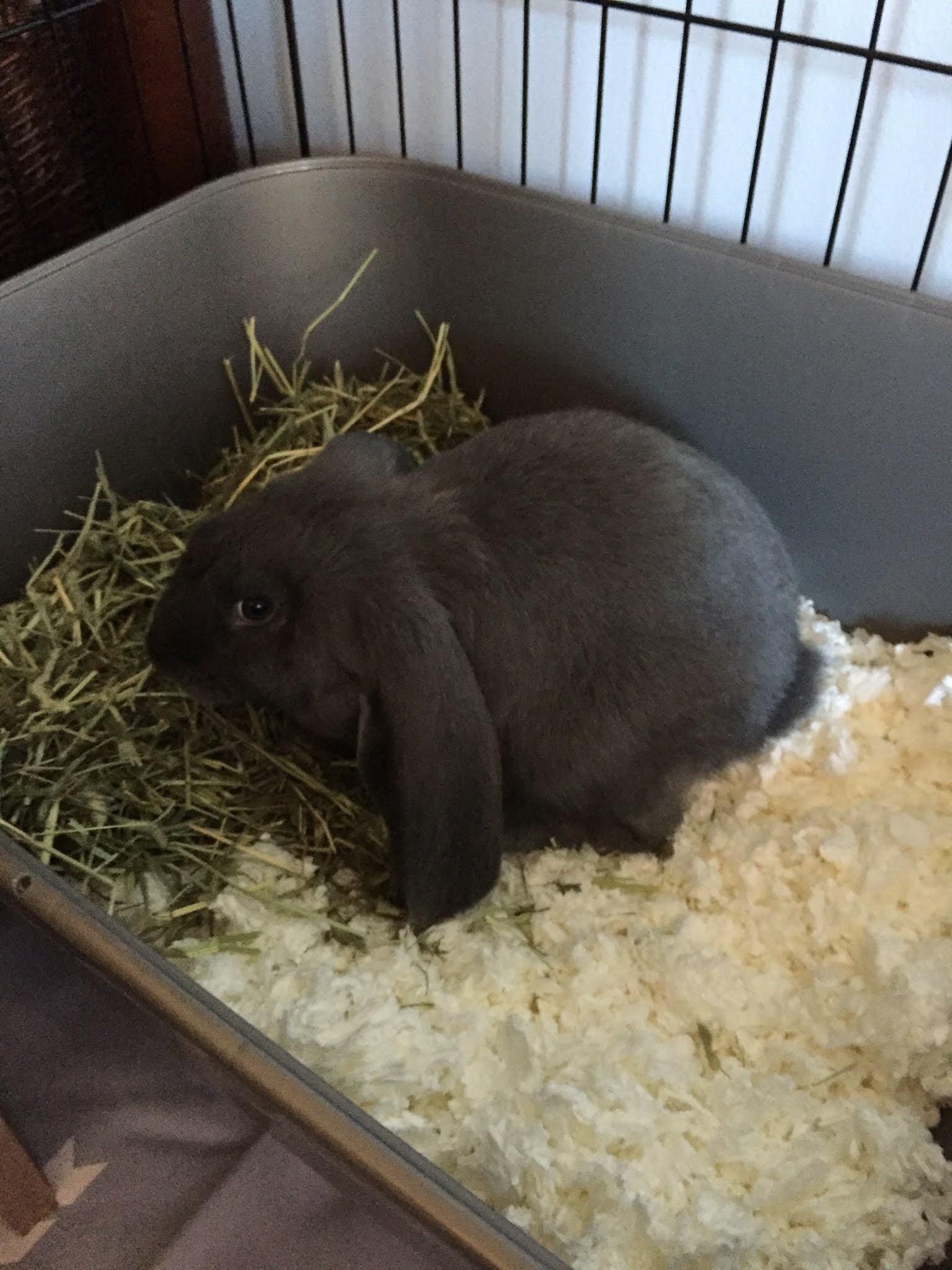 Litter Box Training 101 Because Every Bunny Poops