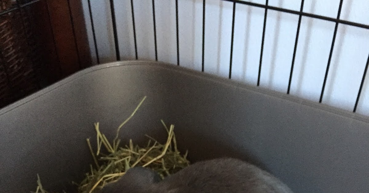 Litter Box Training 101 Because Every Bunny Poops
