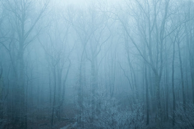 Photograph of misty blue woods