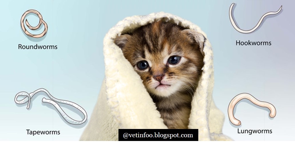 10 MOST COMMON CAT DISEASES