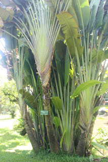  Tanaman pisang kipas yaitu flora pohon yg sering kita jumpai disekitar kita Manfaat Pisang Kipas (Ravenala Madagascariensis Sonn)