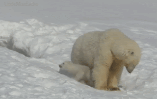 37.gif