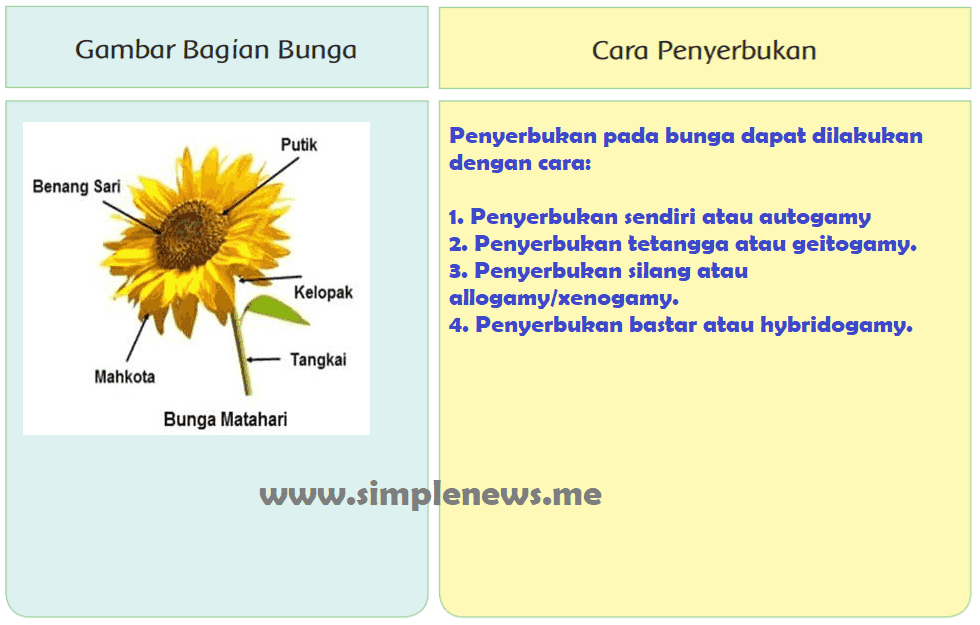 13++ Kunci jawaban tema 1 kelas 6 gambar bagian bunga cara penyerbukan info