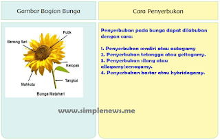 Gambarbagian-bagian bunga dan cara penyerbukannya www.simplenews.me