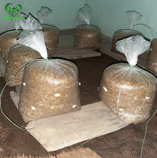 How to Grow Oyster Mushroom in hindi