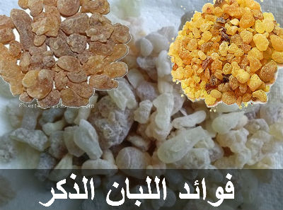 فوائد اللبان الذكر واضراره